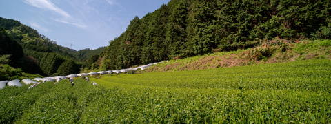 What is the tea? - Hibiki-an’s Limited Tea