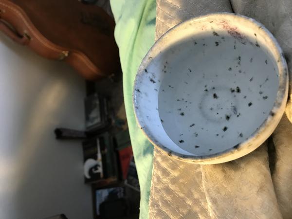 Picture Posted by Reviewer